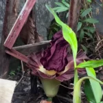 Bau Misterius Hebohkan Depok, Bunga Suweg Mekar di Rumah Mangkrak